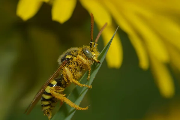 Bij Groen Veld Close — Stockfoto