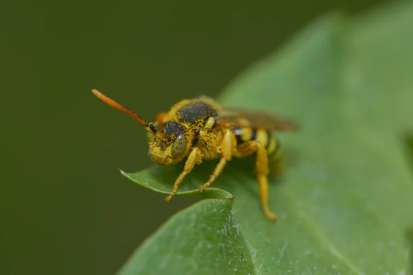 Biene Auf Der Grünen Wiese Aus Nächster Nähe — Stockfoto