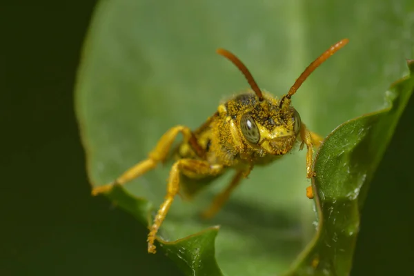 Abeille Dans Champ Vert Gros Plan — Photo