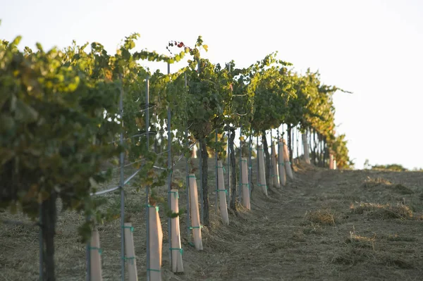 Filas Viñas Plantadas Viñedo —  Fotos de Stock