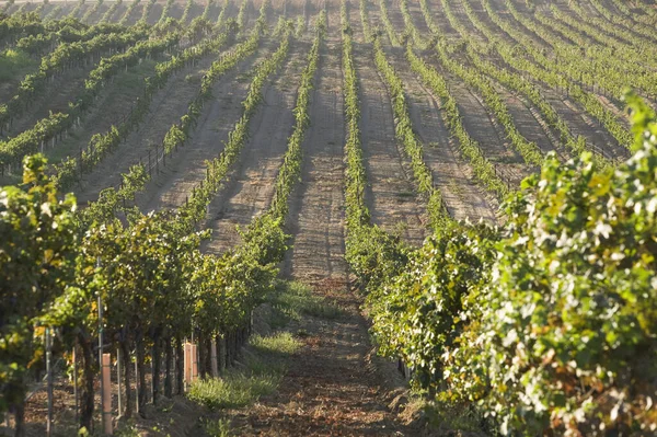 Paesaggio Campagna Con Filari Vigneti Durante Estate — Foto Stock