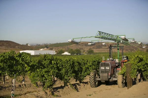 Tarım Traktörü Bir Üzüm Bağında Kullanılıyor — Stok fotoğraf