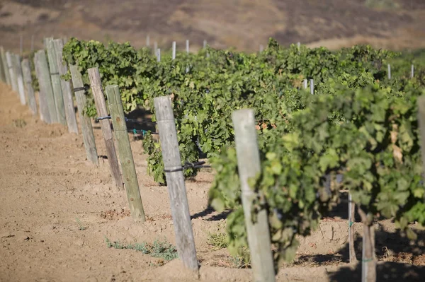 Rows Grape Vines Wire Fence Post Vineyard — Stock Photo, Image