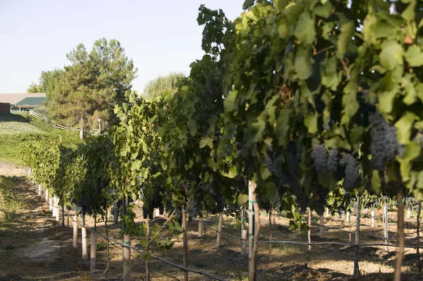 Filas Uvas Vino Plantadas Viñedo — Foto de Stock