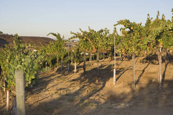 Paisaje Rural Con Vides Uva Poste Alambre Los Viñedos —  Fotos de Stock