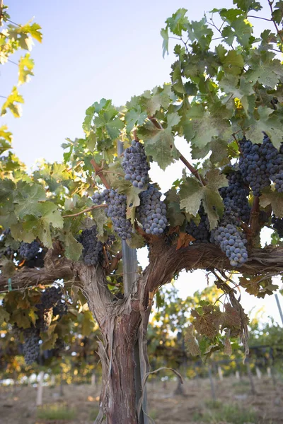 Ramo Uvas Maduras Poste Alambre Viñedo — Foto de Stock