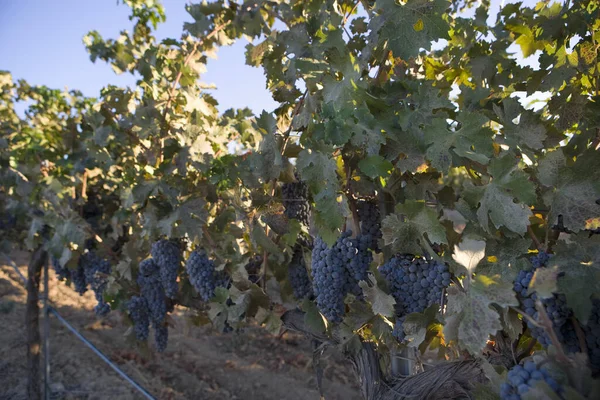Bunches Ripe Grapes Hanging Vineyard — Stock Photo, Image