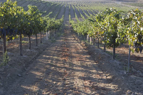 Camino Viñedo Con Hileras Plantaciones Uva —  Fotos de Stock