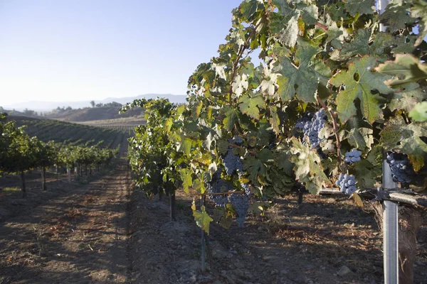 Racimos Uvas Maduras Que Cuelgan Viñedo — Foto de Stock