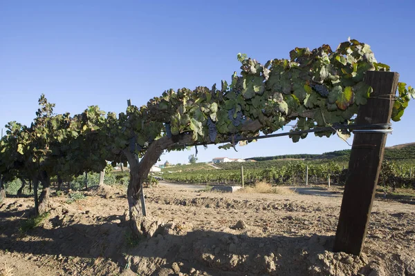 Grape Vines Wire Fence Post Vineyard — Stock Photo, Image
