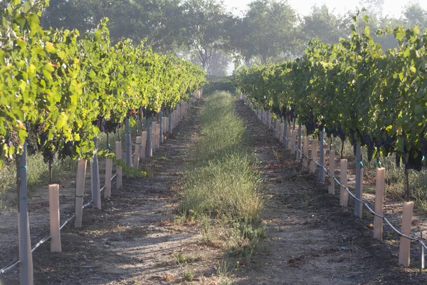 Path Vineyard Rows Grape Plantations — Stock Photo, Image