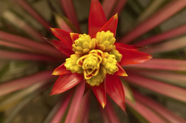 Detail Einer Schönen Blume Botanischen Garten — Stockfoto