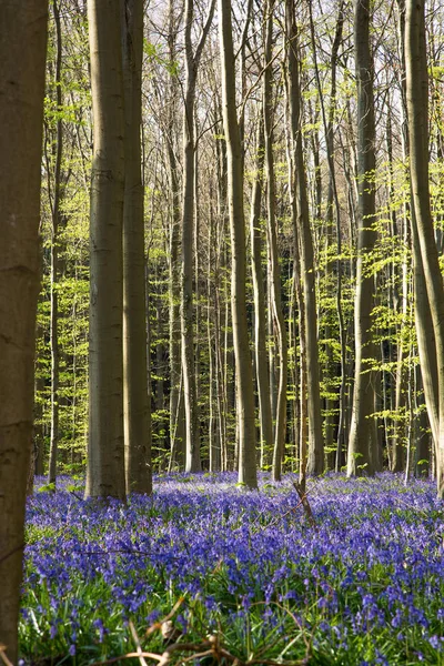 Kwiaty Kłoda Podczas Wiosny Hallerbos Halle Belgia — Zdjęcie stockowe