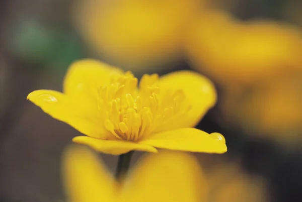 黄色の花のクローズアップ — ストック写真