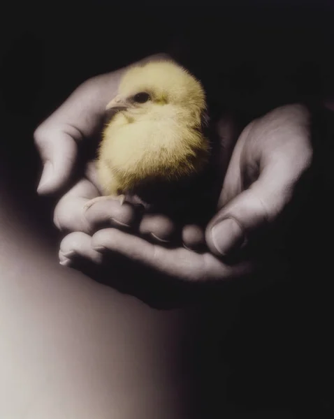 Small Chick Human Hand — Stock Photo, Image