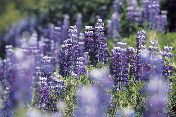 Campo Lupinas Púrpuras —  Fotos de Stock