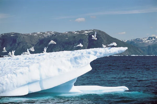 Groupe Oiseaux Atterrissant Sur Iceberg — Photo