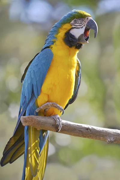 Gelbbrustara Papağanı Mavi Altın Papağanı Ara Ararauna Profil Üzerinden Açık — Stok fotoğraf