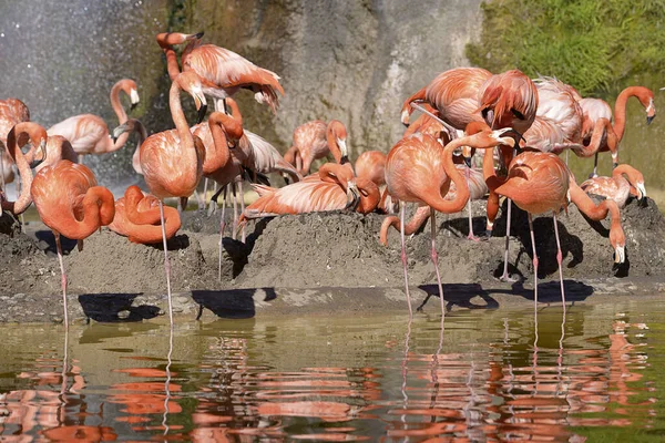 Groep Flamingo Phoenicopterus Ruber Het Water Hun Grondnesten — Stockfoto