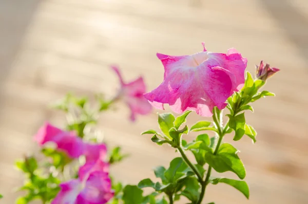 Цветущие Розовые Петунии Саду Террасе — стоковое фото