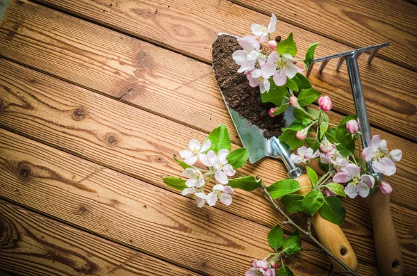 Zweig Blühender Äpfel Und Gartengeräte Auf Einer Holzoberfläche Nahaufnahme — Stockfoto