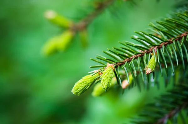 Branch Spruce Sprouts Spring Time Close — Stock Photo, Image