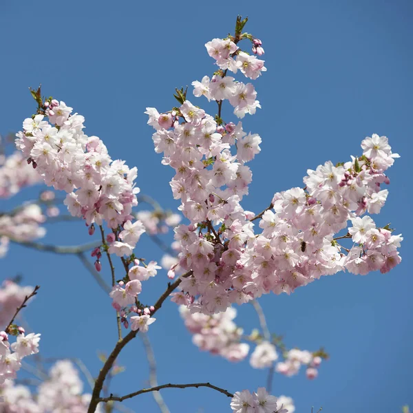 Flor Cerezo Cerezo Japonés —  Fotos de Stock