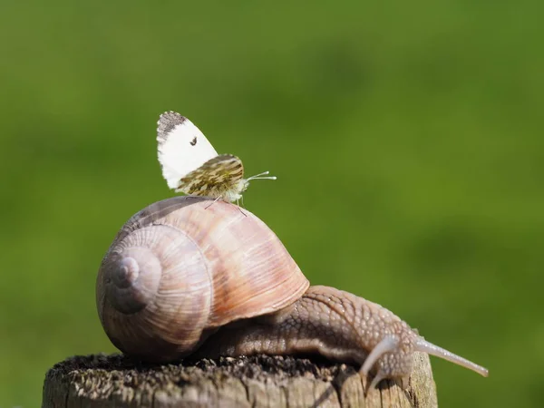 野生の自然界での虫の接近 — ストック写真