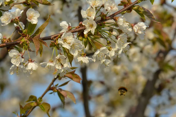 Insekten Japanischen Kirschblüten — Stockfoto