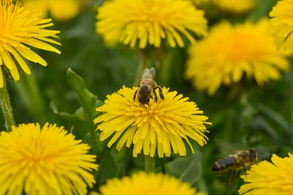 Paardebloemen Het Weiland — Stockfoto