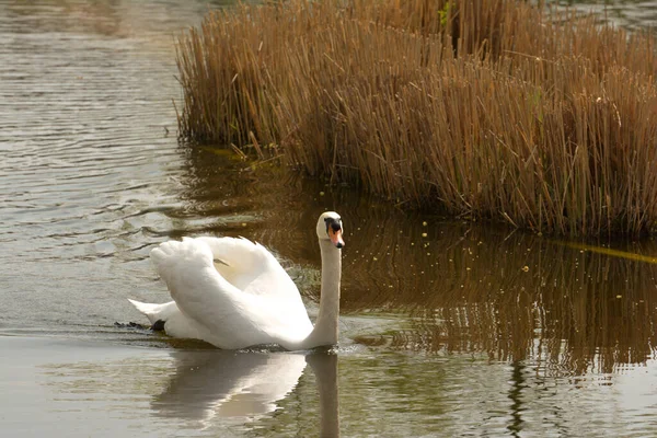 Cygnes Dans Roseau — Photo