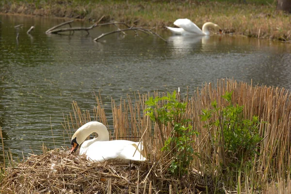 Cisnes Cana — Fotografia de Stock