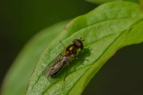 Hoverfly Ένα Φύλλο — Φωτογραφία Αρχείου