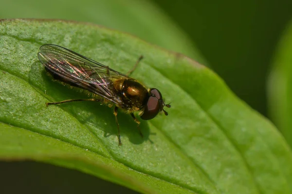 Hoverfly Liściu — Zdjęcie stockowe