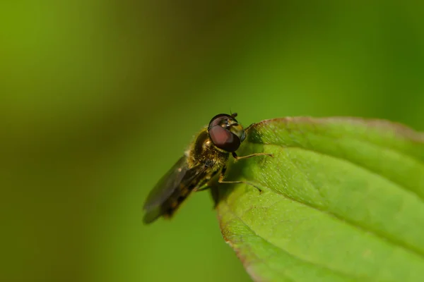 Hoverfly Leaf — Stock Photo, Image