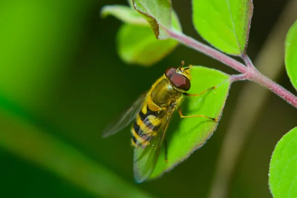 Hoverfly Leaf — Stock Photo, Image