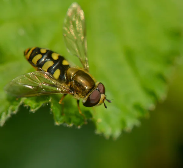 Hoverfly Üzerindeki Yaprak — Stok fotoğraf