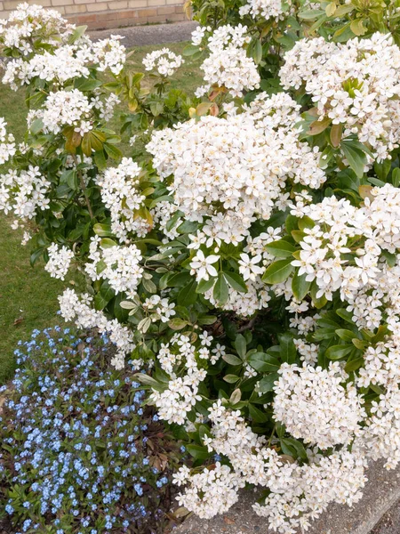 春天的阳光下 一丛丛美丽的白花 在左下角有一些蓝色的小花头 外面的花园郁郁葱葱 非常华丽华丽 — 图库照片