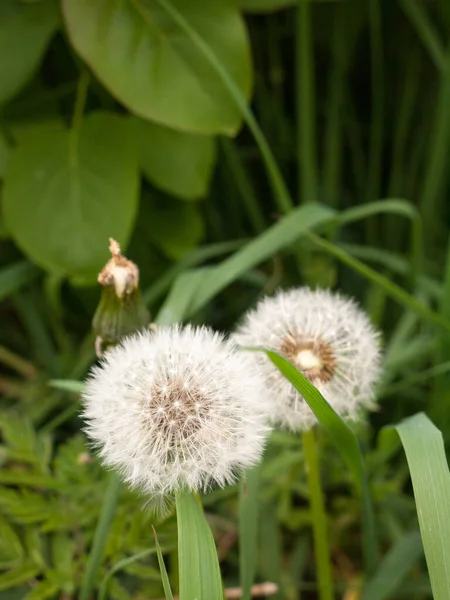 Two White Fluffy Dandelion Heads Macro Green Leaves Grass Bokeh — Stock Photo, Image