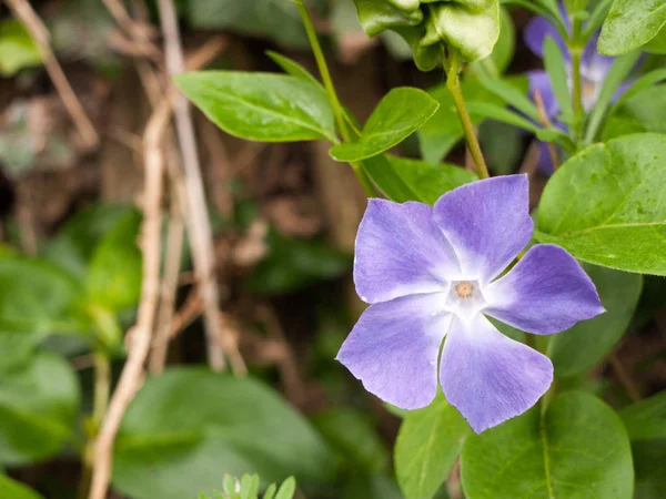 紫色和白色花头近距离和孤立的宏与绿色叶子后面和植物在春日光的颜色焦点散景 — 图库照片