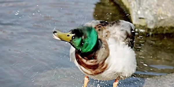 Duck Splashes Water Bath — Stock Photo, Image
