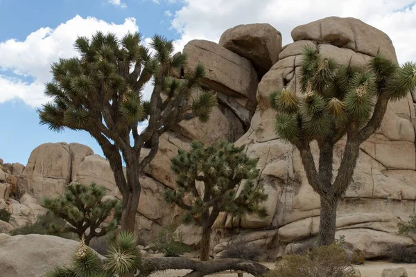 Landschaft Joshua Tree Nationalpark Калифорниен Сша — стоковое фото