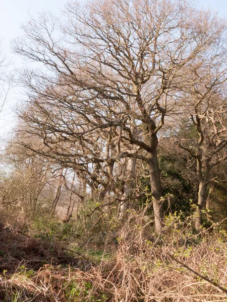 Quelques Arbres Dans Une Forêt Par Une Journée Ensoleillée Sans — Photo