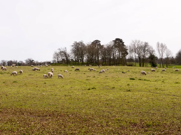 Mothers Lambs Grazing Farming Field — Stock Photo, Image