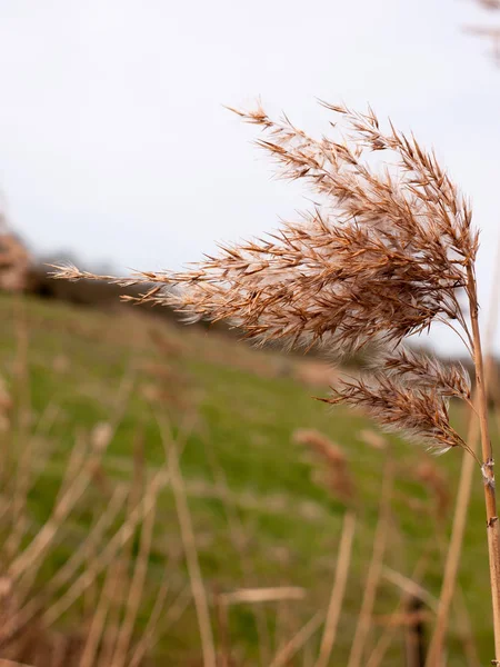 Beautiful Wispy Reeds Glorious Day — Stock Photo, Image