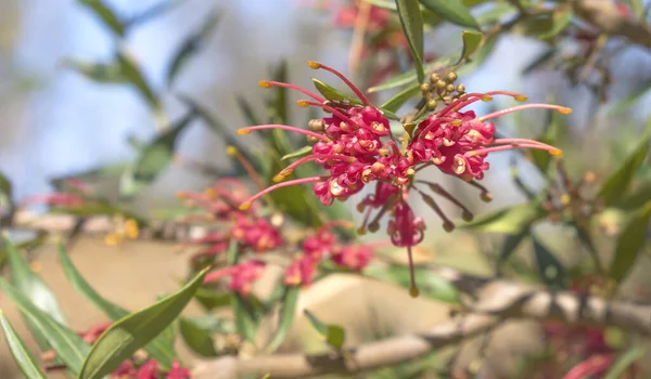 Flor Araña Roja Grevillea Esplendor Una Flor Silvestre Nativa Australiana — Foto de Stock