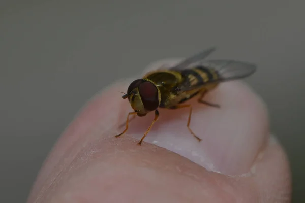 Hoverfly Sits Finger Stock Picture