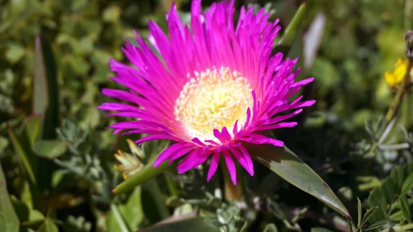 Barevné Rostliny Během Antumn Pobřeží Algarve — Stock fotografie