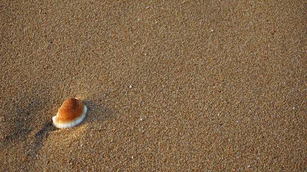Κοντινό Πλάνο Κοχύλια Μια Παραλία Στην Ακτή Του Algarve — Φωτογραφία Αρχείου