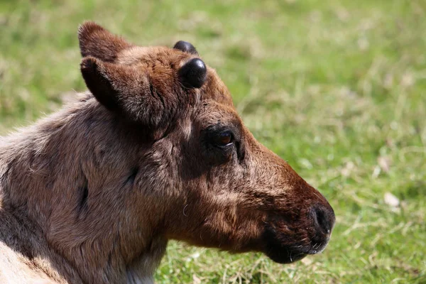 Kopfstudie Rentierrangifer Tarandus — Stockfoto